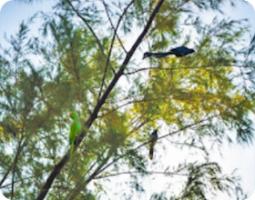 One Day 3 Islands Naka Noi Pair and Sup