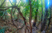 Two Days Overnight in Jungle