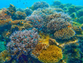 4 Days 3 Nights Similan, Surin and Khaolak Overnight