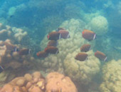 4 Days 3 Nights Similan, Surin and Khaolak Overnight