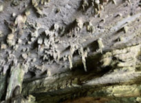 2 Days 1 Night Similan + Discovery Overnight Khaolak