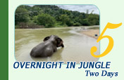 Two Days Overnight in Jungle