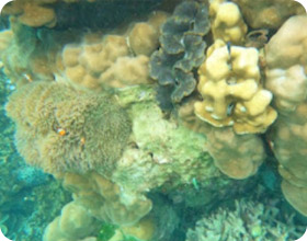 Similan, Surin 3 Days Overnight Khaolak and Surin