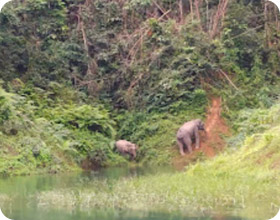 Similan Islands and Dam 2 Days 1 Night