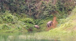 Similan Islands and Dam 2 Days 1 Night