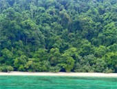 2 Days 1 Night Similan Island and Surin Island