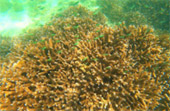 Coral Reef nearby Bamboo Island