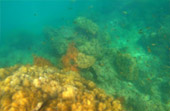 Coral Reef nearby Bamboo Island