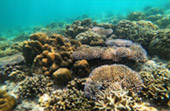 Coral Reef nearby Bamboo Island