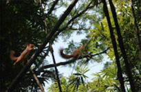 Khao Sok Day Tour Jungle Trek