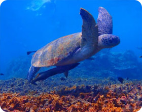 4 Days 3 Nights. The Connecting Package