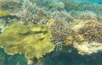 3 Days 2 Nights: Surin Island