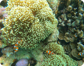 Regular Daily Surin Island