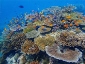 Surin Island and Ko Prathong 2 Days 1 Night