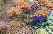 Coral and Marine Life