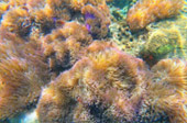 Coral and Marine Life