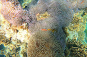 Coral and Marine Life