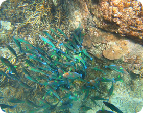 Half Day: Afternoon, Hin Wong Bay and Nang Yuan Island