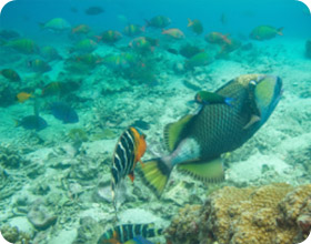 Unseen Route Half Day Sainuan + Shark Bay + Coral Bay + Buddha Point