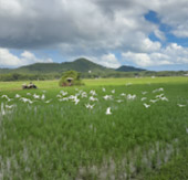 Half Day Tour Around Yao Noi